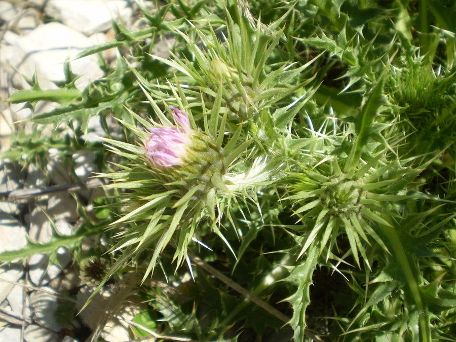 Carduus aurosicus — related species from the same genus