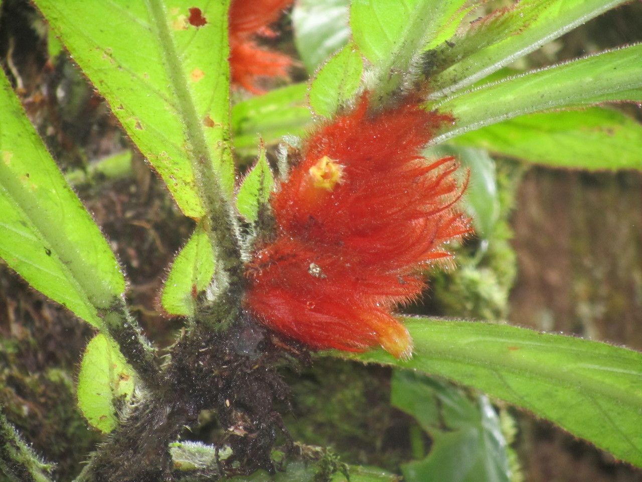 Columnea purpurata flower
