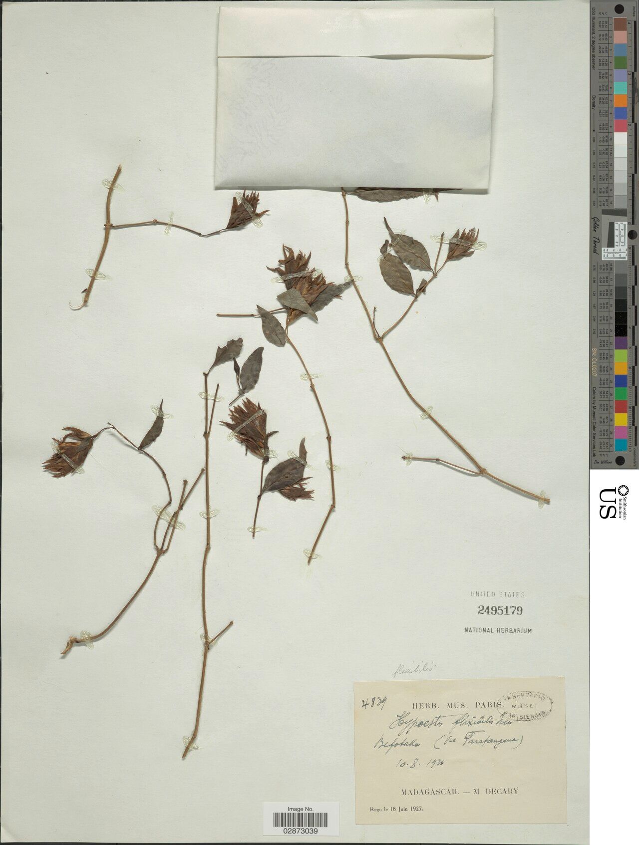 Hypoestes flexibilis — houseplant care guide