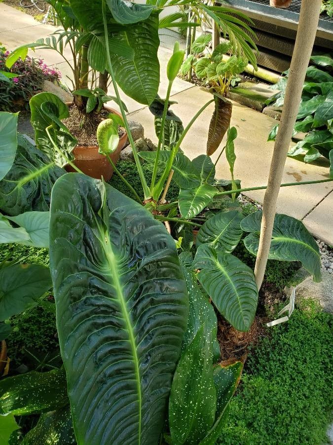 Anthurium veitchii habit