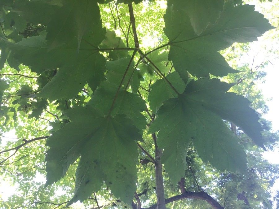 Acer heldreichii leaf