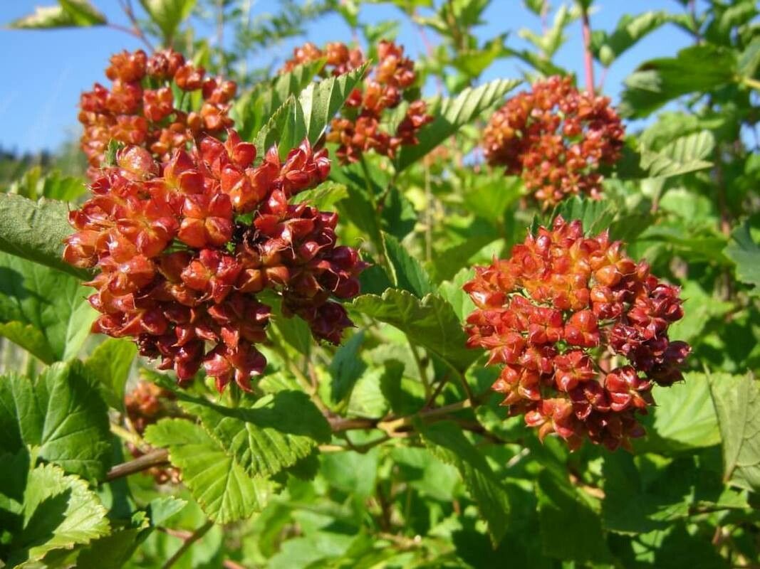 Physocarpus capitatus fruit