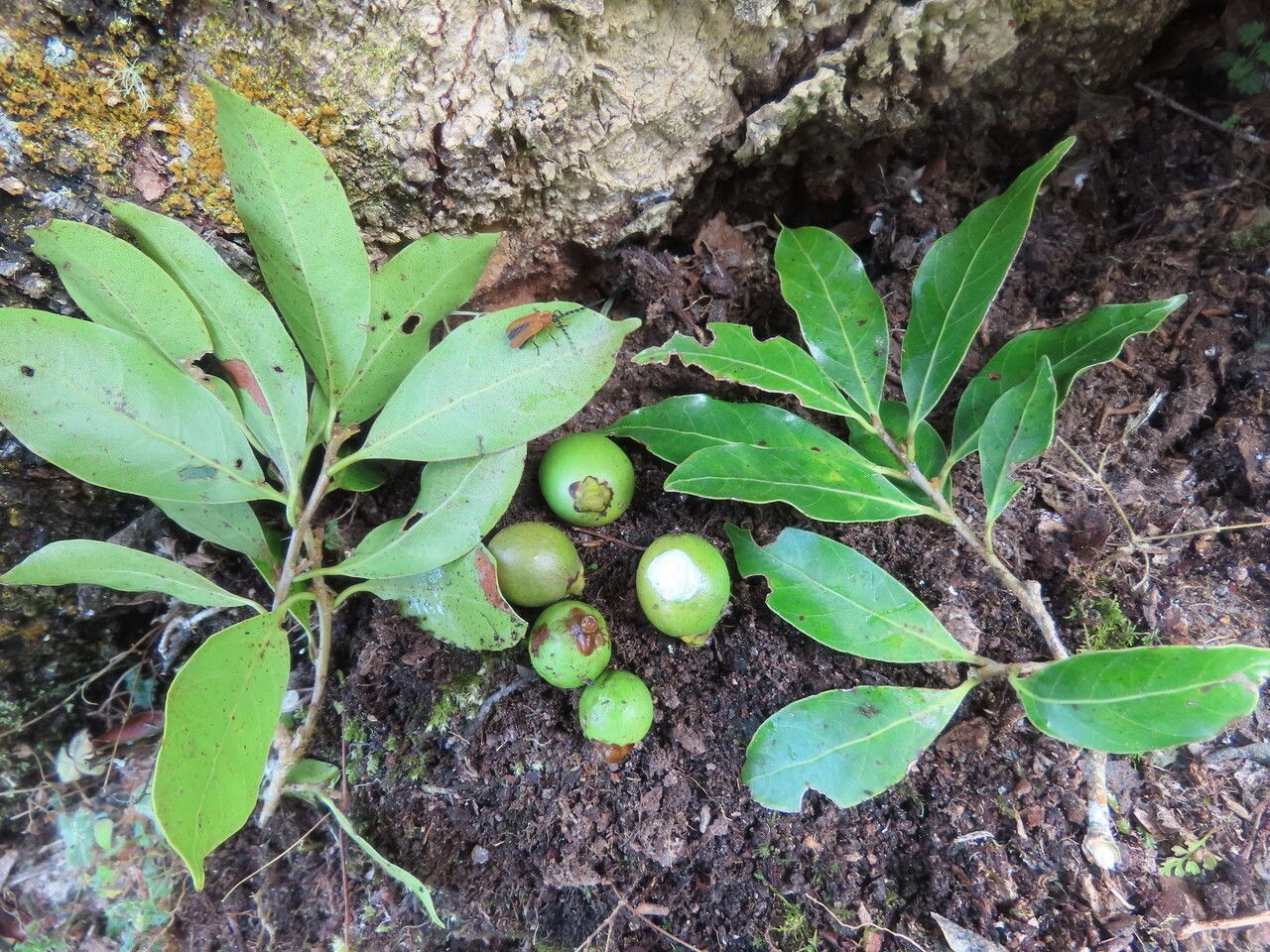 Pouteria exfoliata — houseplant care guide