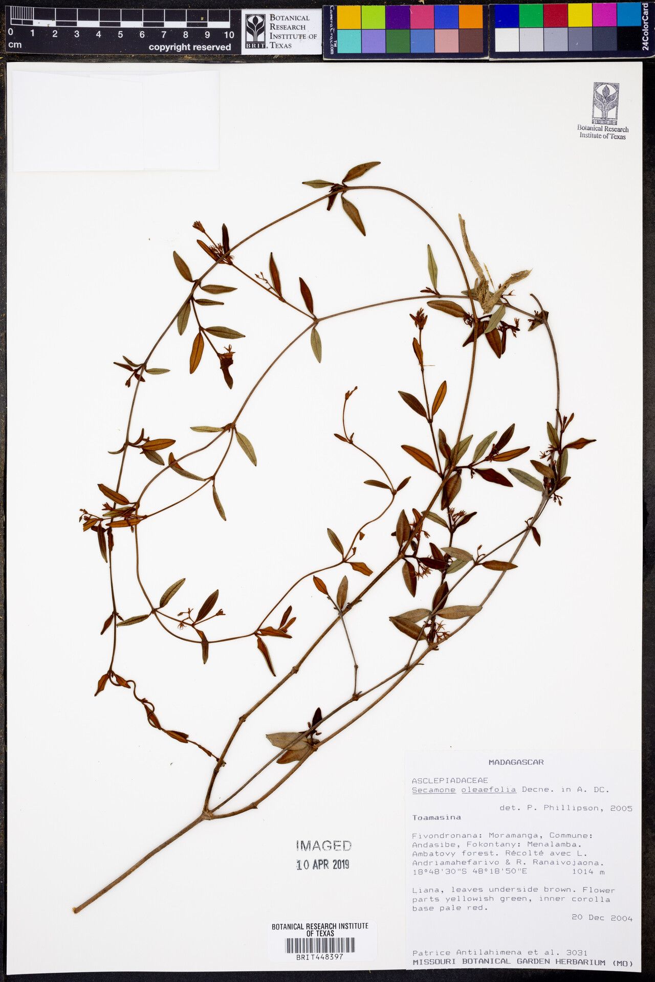 Secamone oleifolia — houseplant care guide