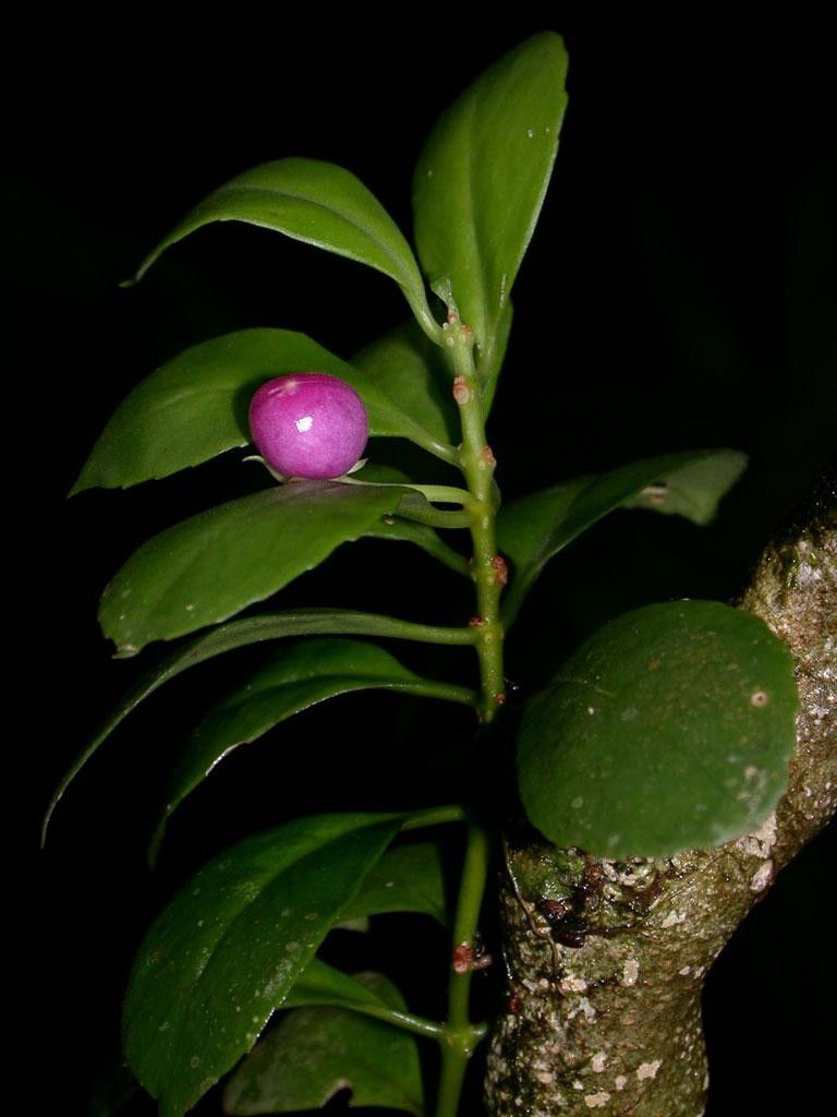 Codonanthopsis uleana fruit