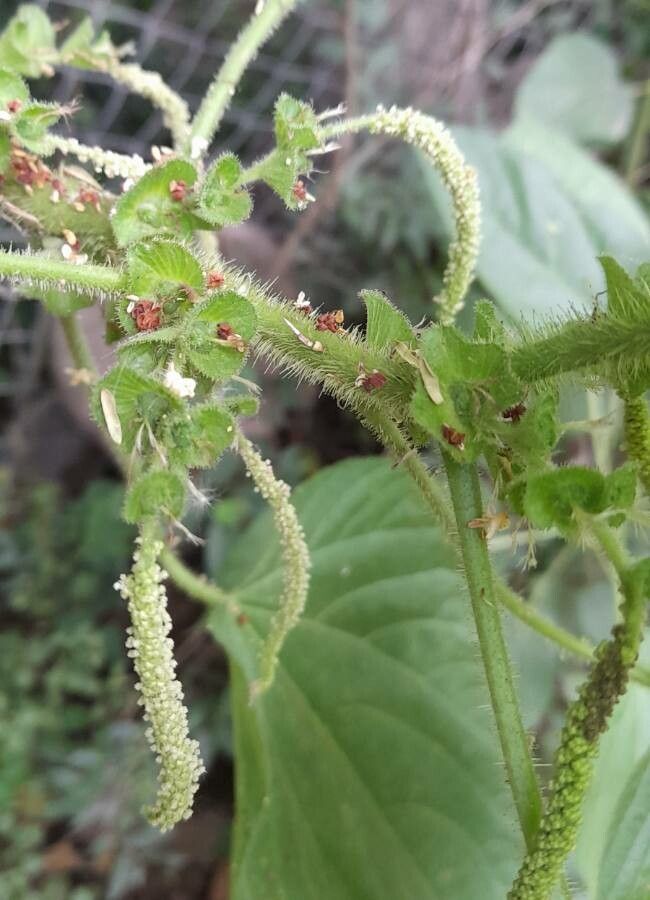 Acalypha plicata flower