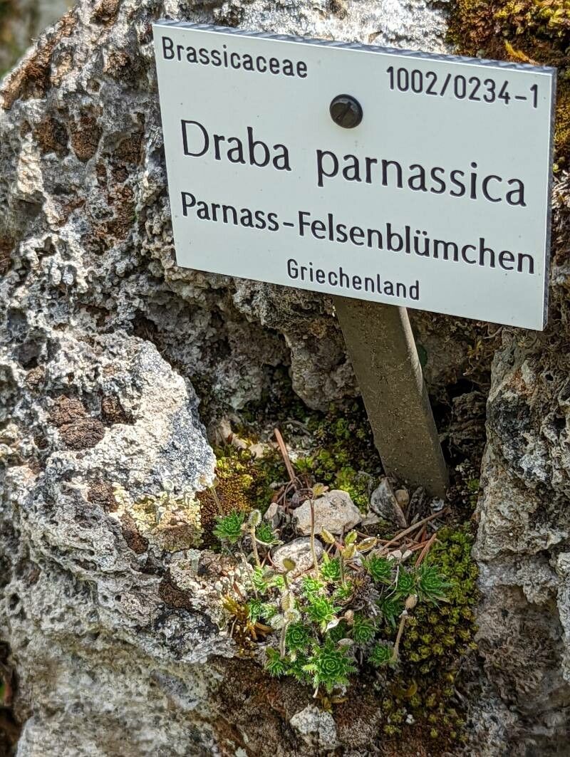 Draba parnassica other