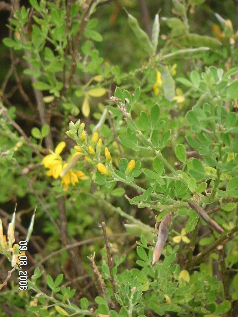 Teline maderensis flower