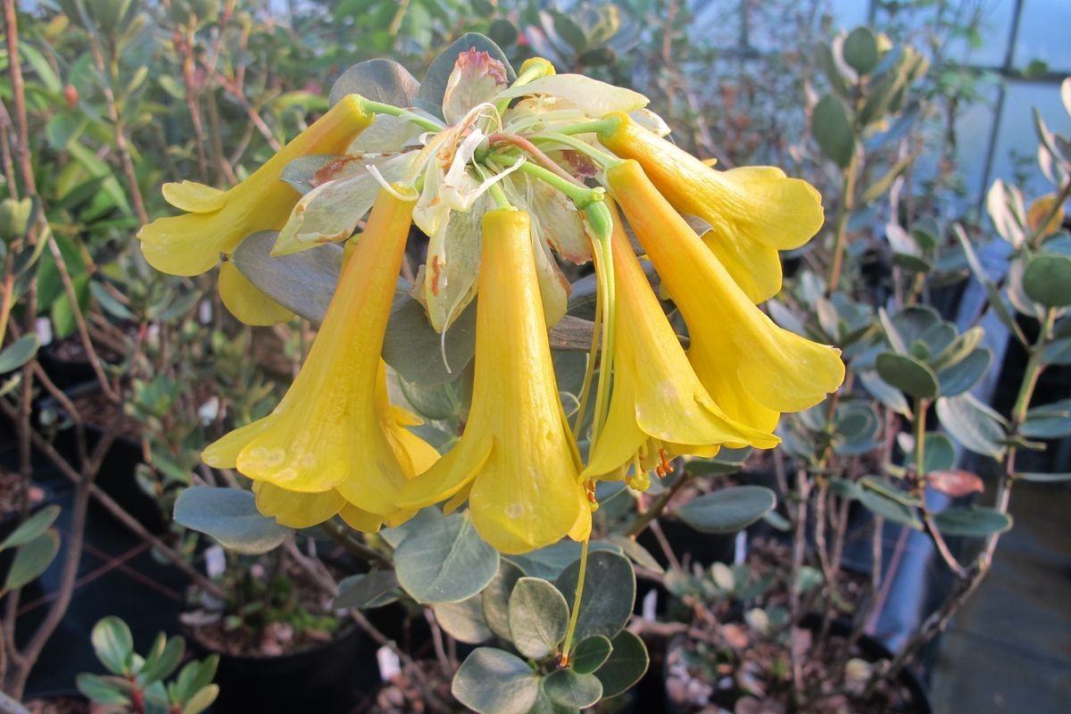 Rhododendron brassii flower