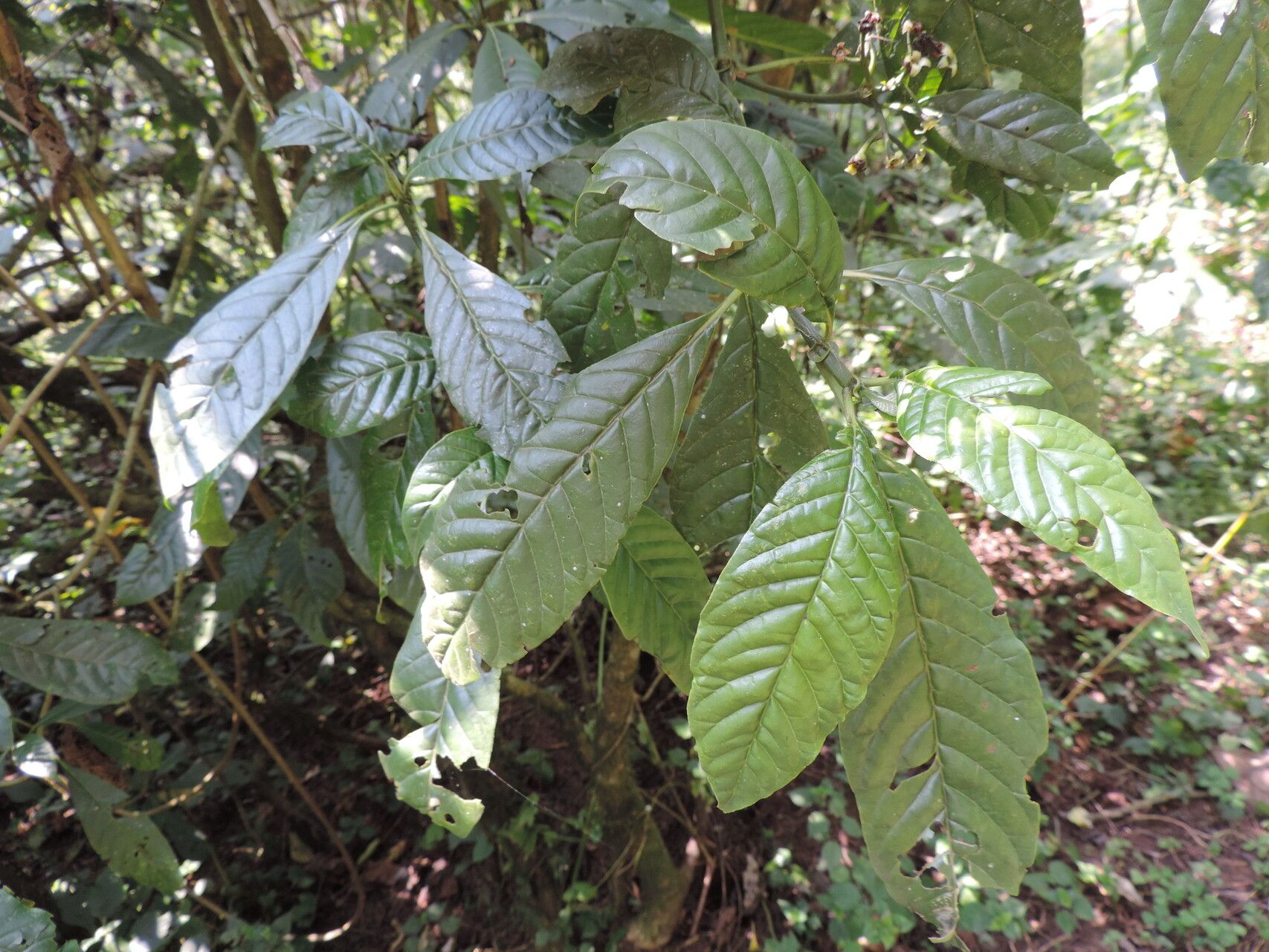 Pavetta urundensis — houseplant care guide