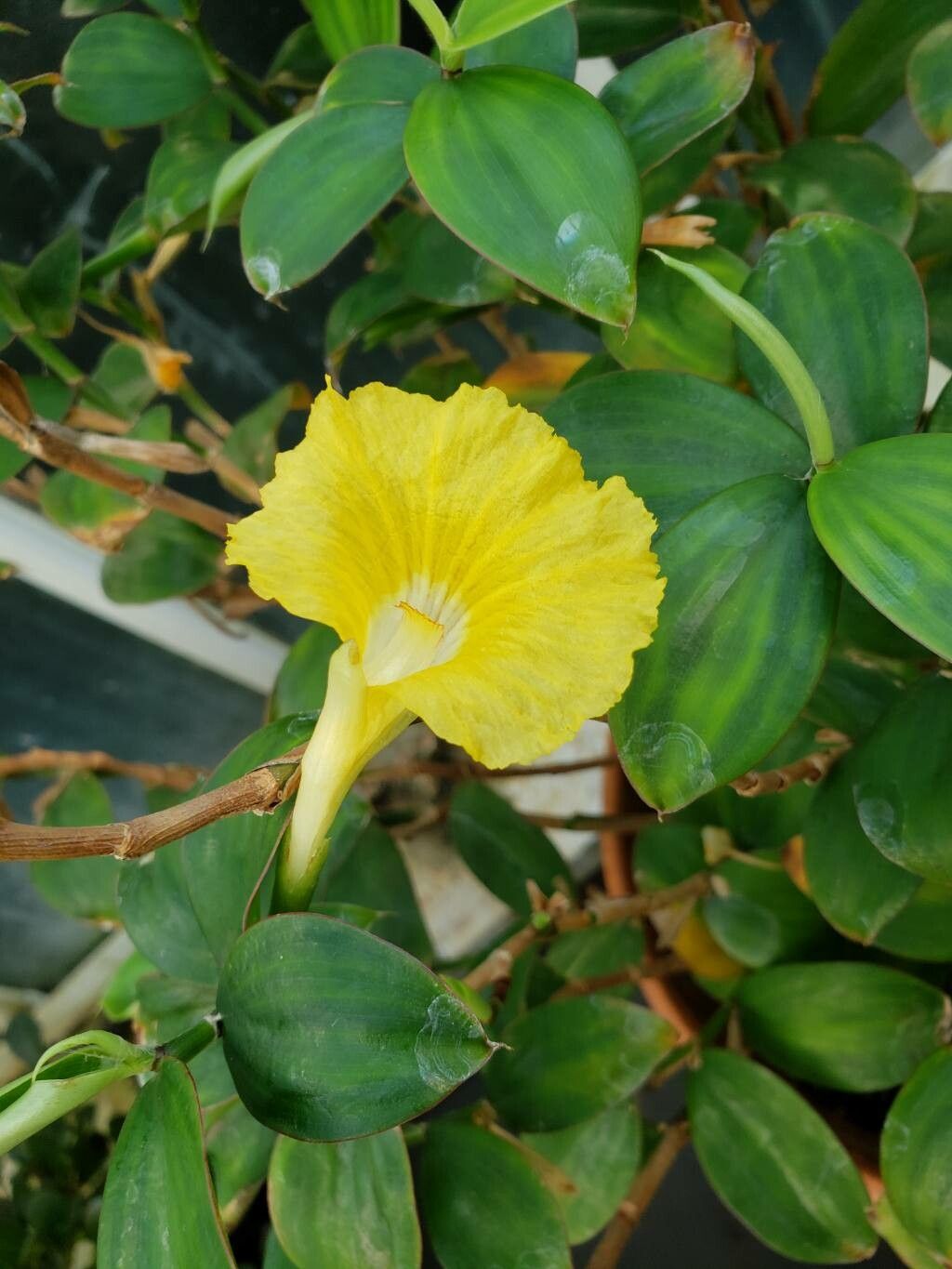 Monocostus uniflorus flower