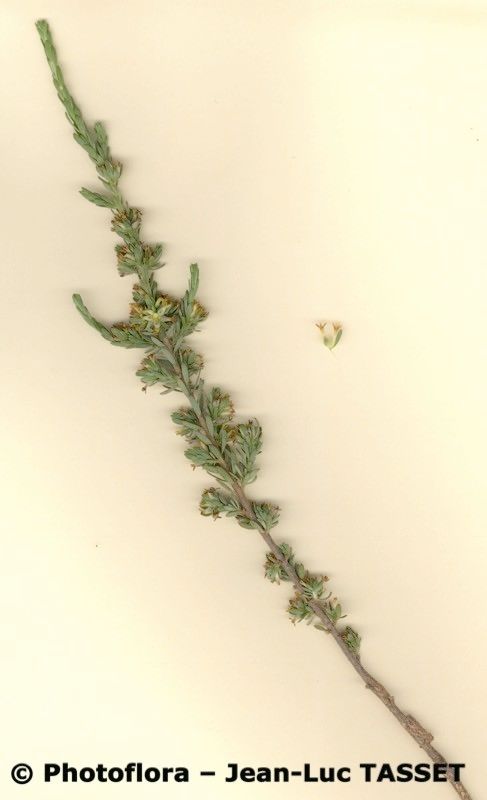 Thymelaea argentata other