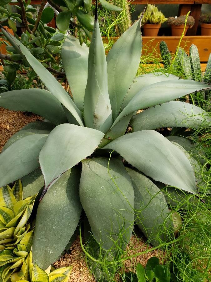 Agave parryi habit