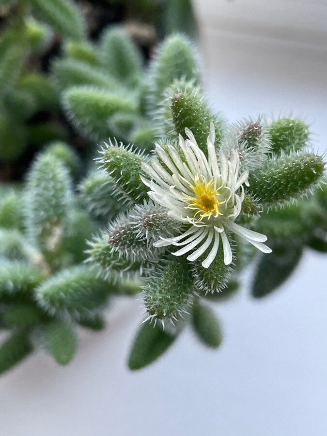 Delosperma echinatum flower