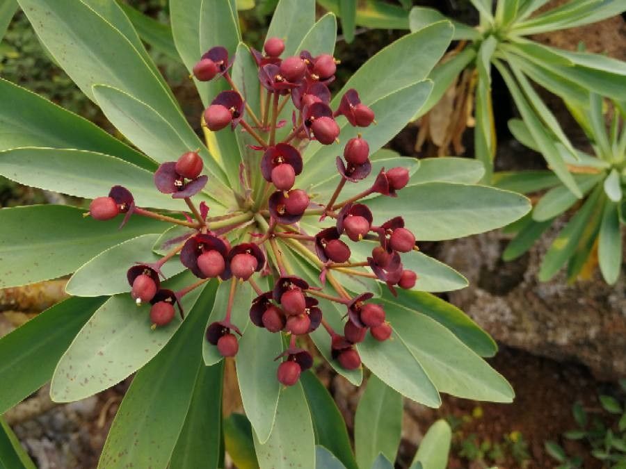 Euphorbia atropurpurea flower