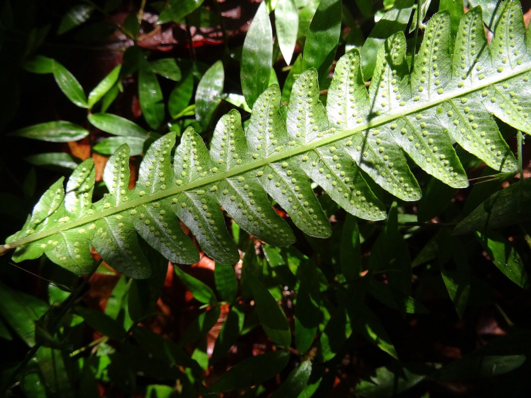 Thelypteris tetragona leaf
