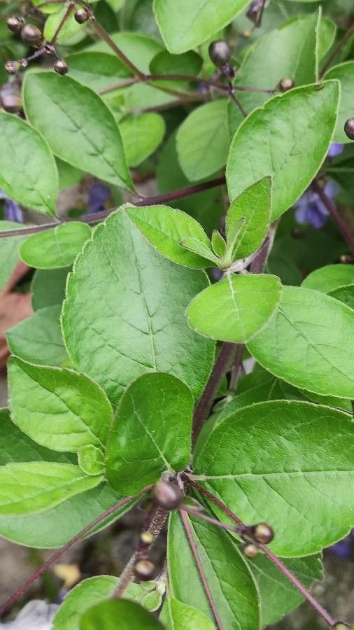 Rotheca myricoides — search result for 'Clerodendrum'