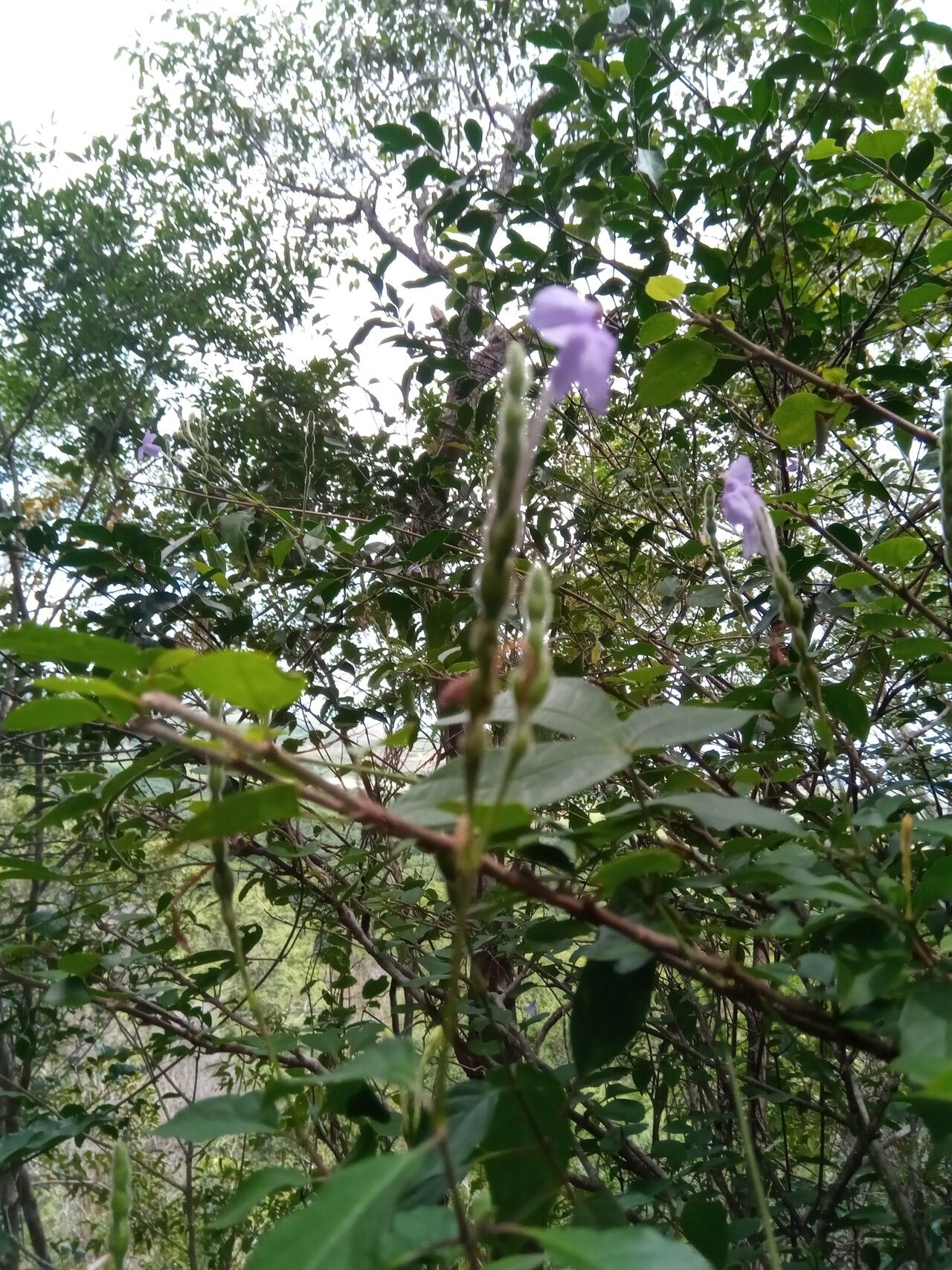 Ruellia dissidens habit