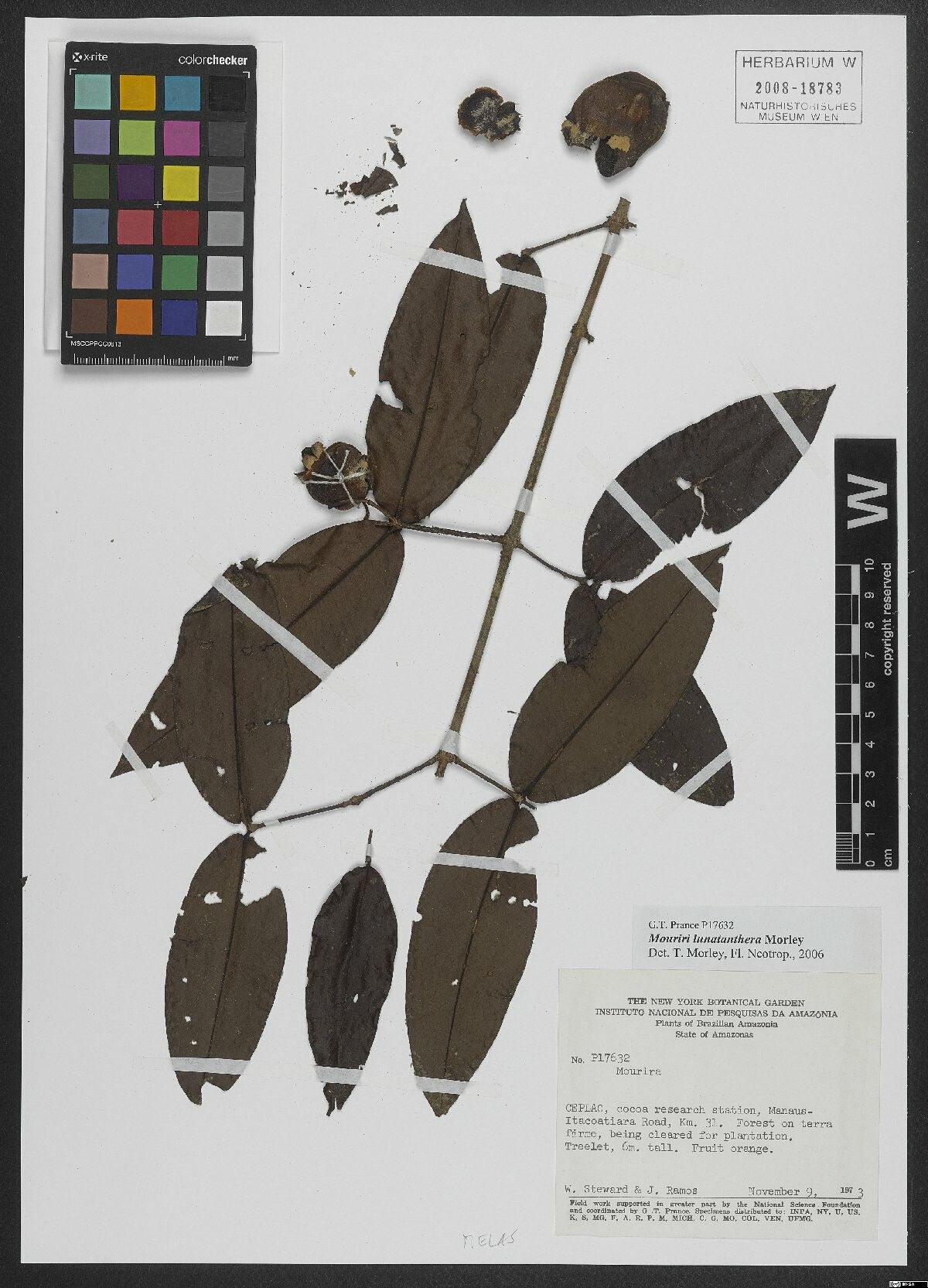 Mouriri lunatanthera — search result for 'Mouriri'