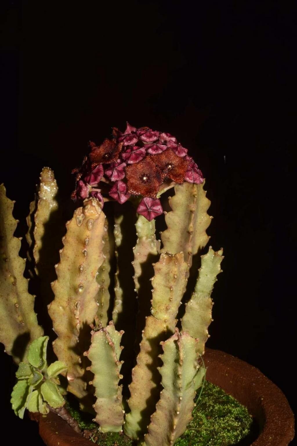 Caralluma umbellata — houseplant care guide
