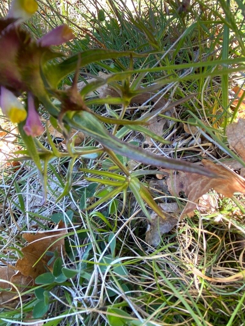 Melampyrum cristatum leaf