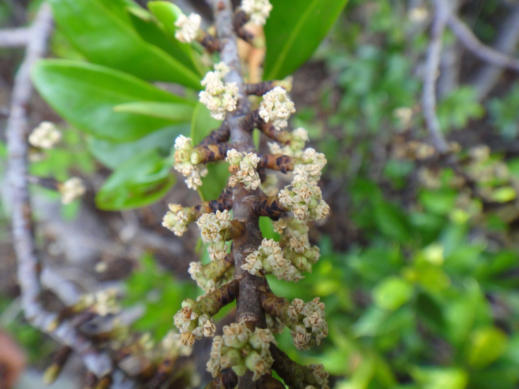 Myrsine asymmetrica flower