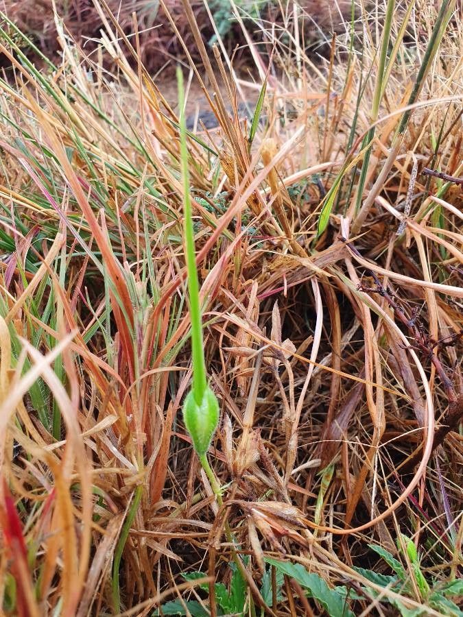 Monsonia longipes fruit