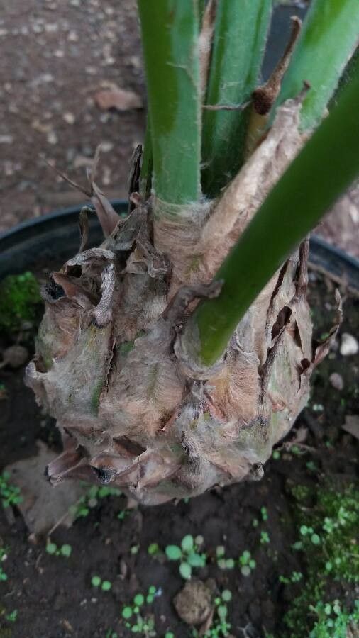 Dioon spinulosum bark