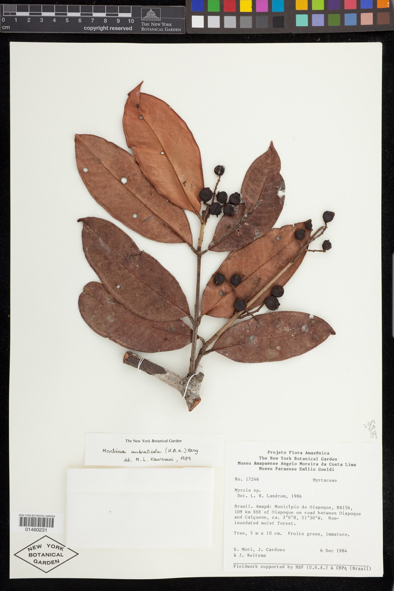 Myrcia umbraticola fruit