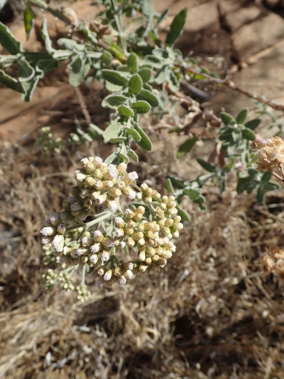 Pseudognaphalium luteoalbum other