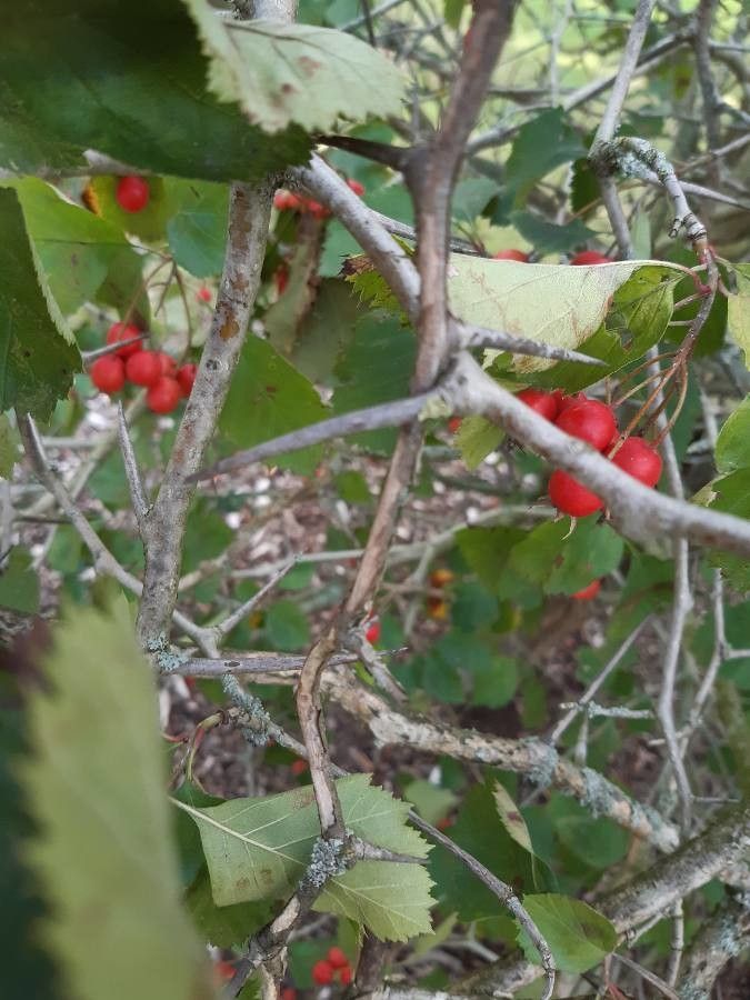 Crataegus macracantha habit