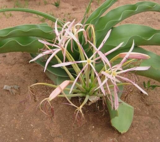 Crinum buphanoides habit