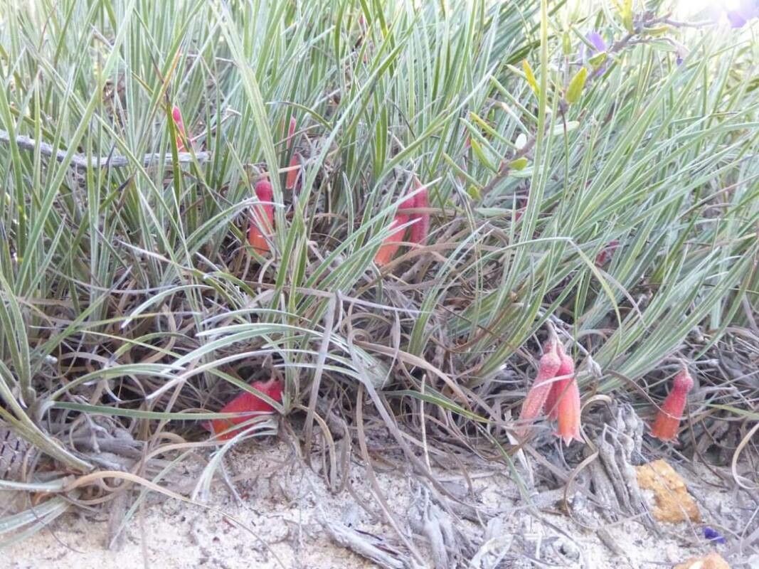 Blancoa canescens — houseplant care guide