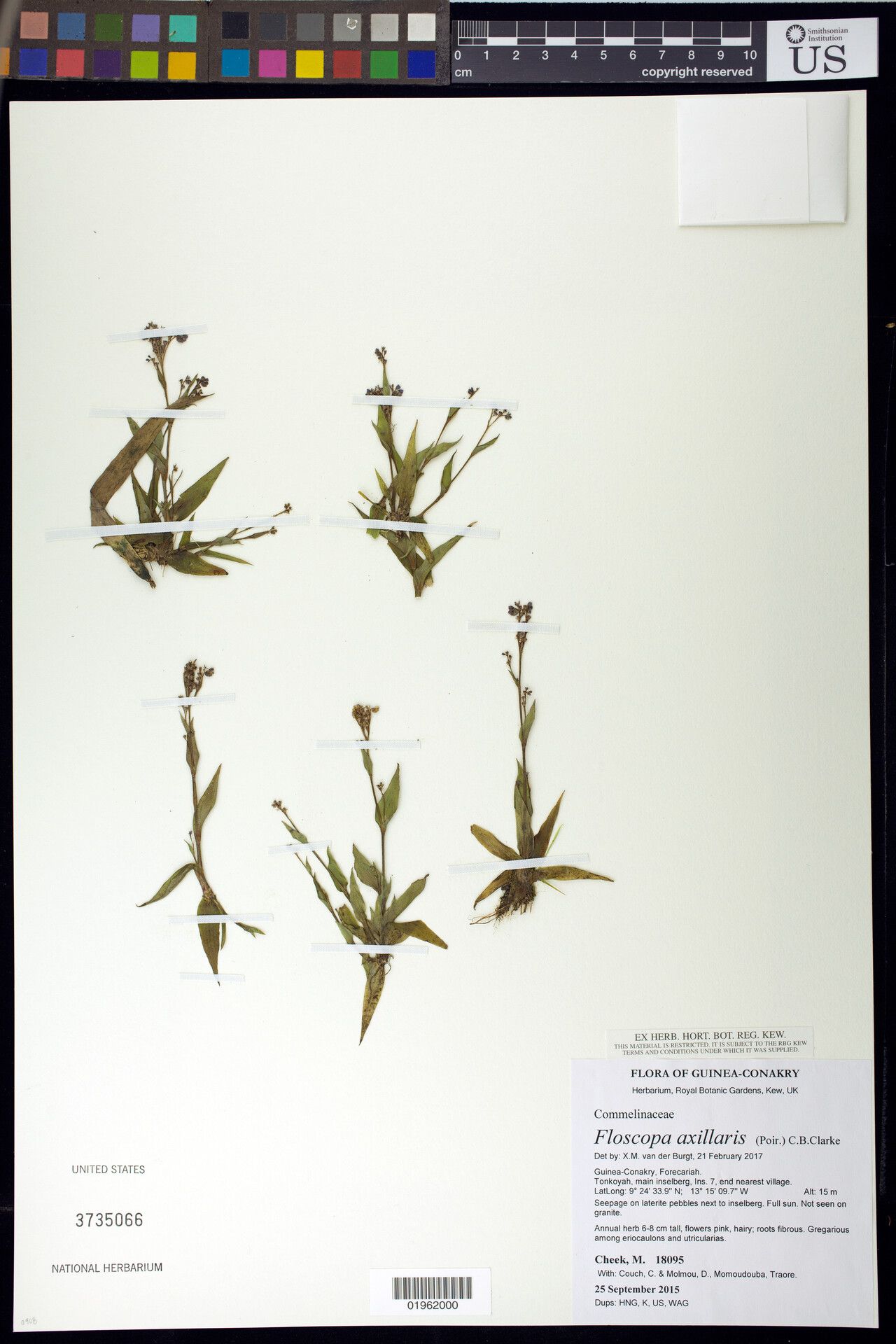 Floscopa axillaris — related species from the same genus