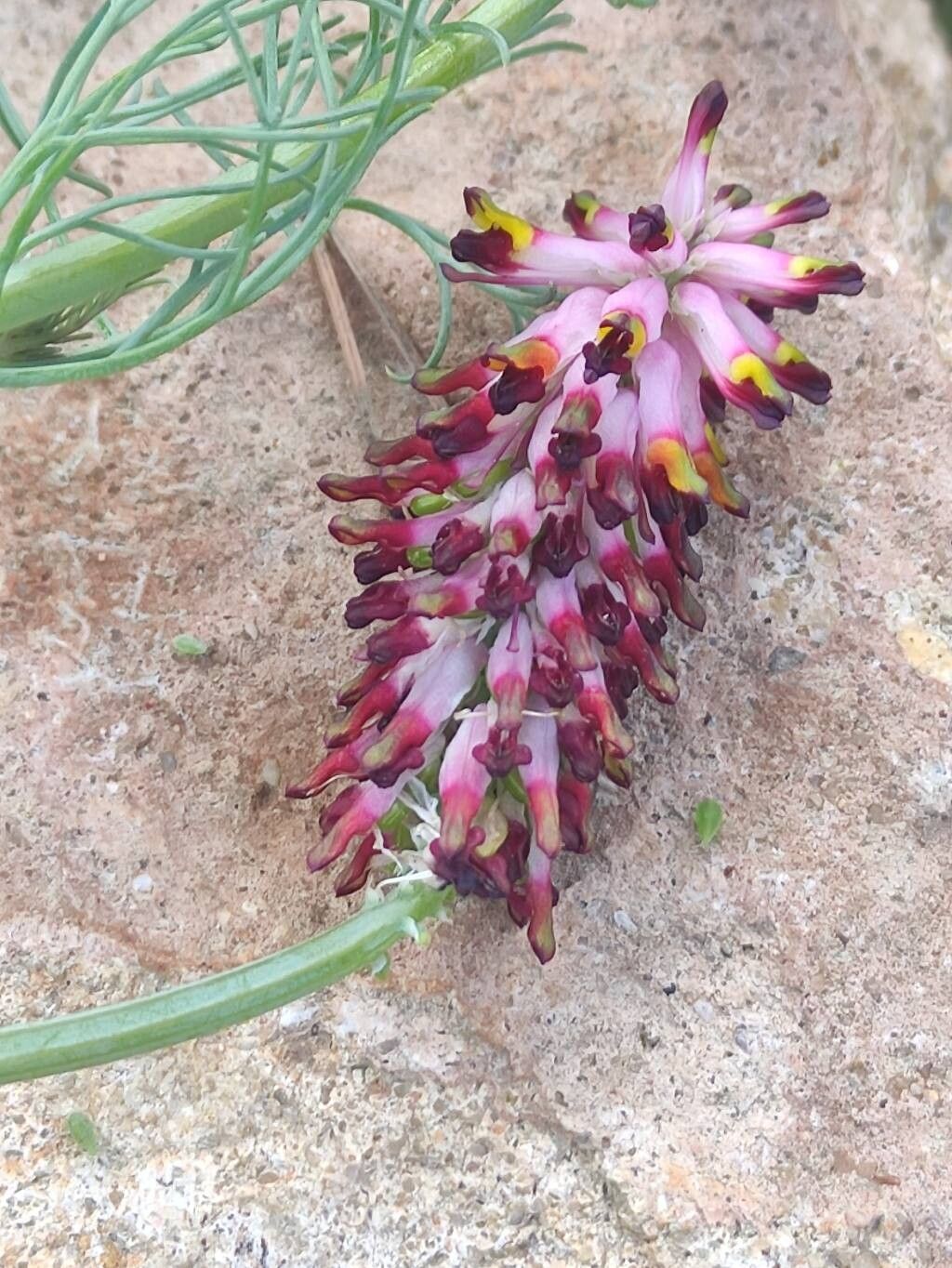 Platycapnos tenuiloba flower