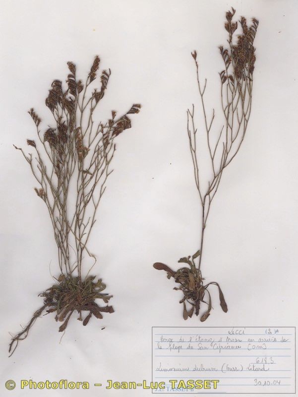 Limonium dubium habit