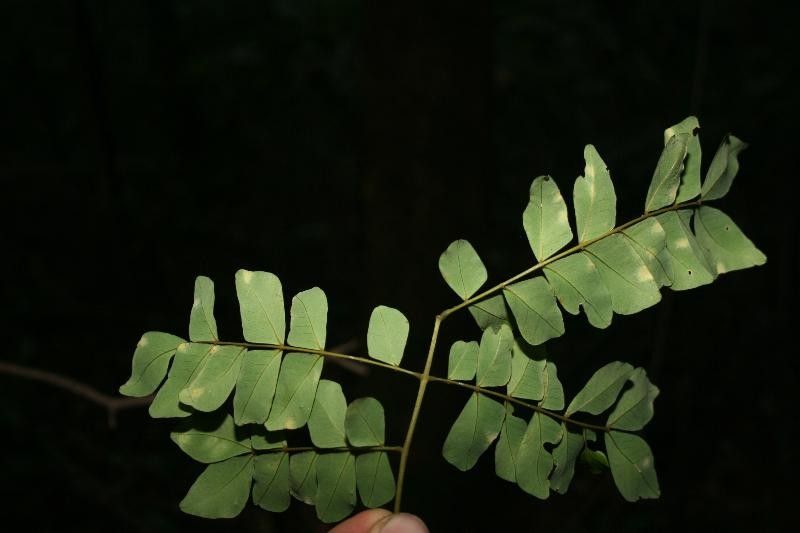 Abarema jupunba leaf