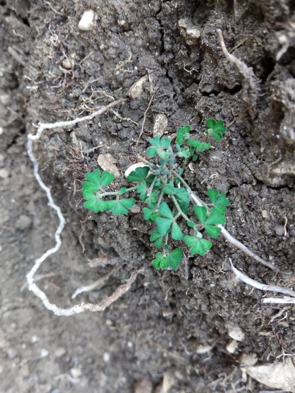 Lotus tetraphyllus — houseplant care guide