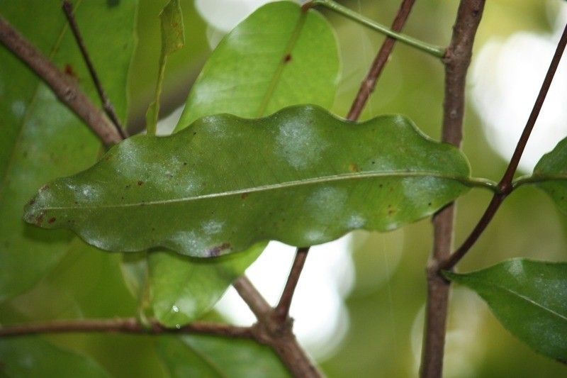 Syzygium cordemoyi — houseplant care guide
