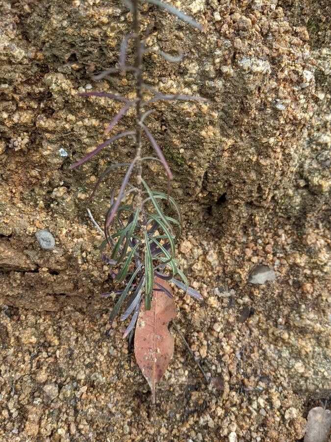 Iberis contracta leaf