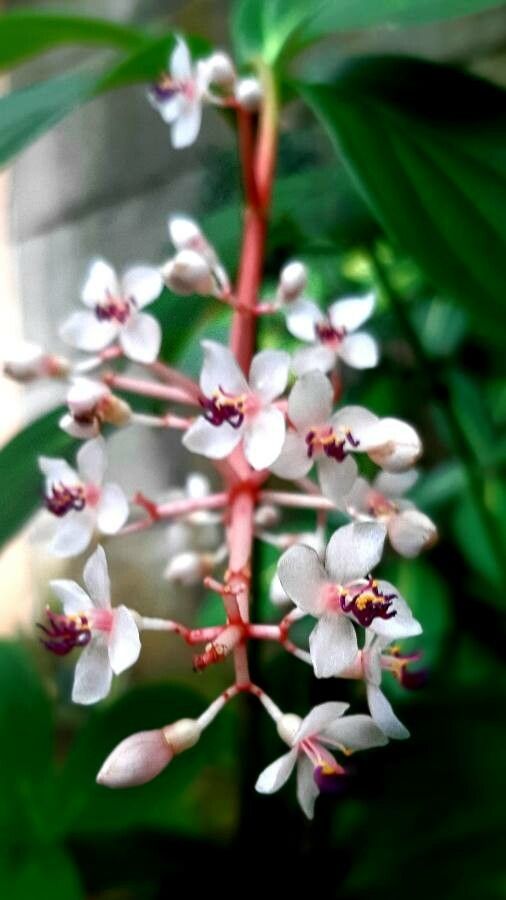 Medinilla formosana — search result for 'Medinilla'