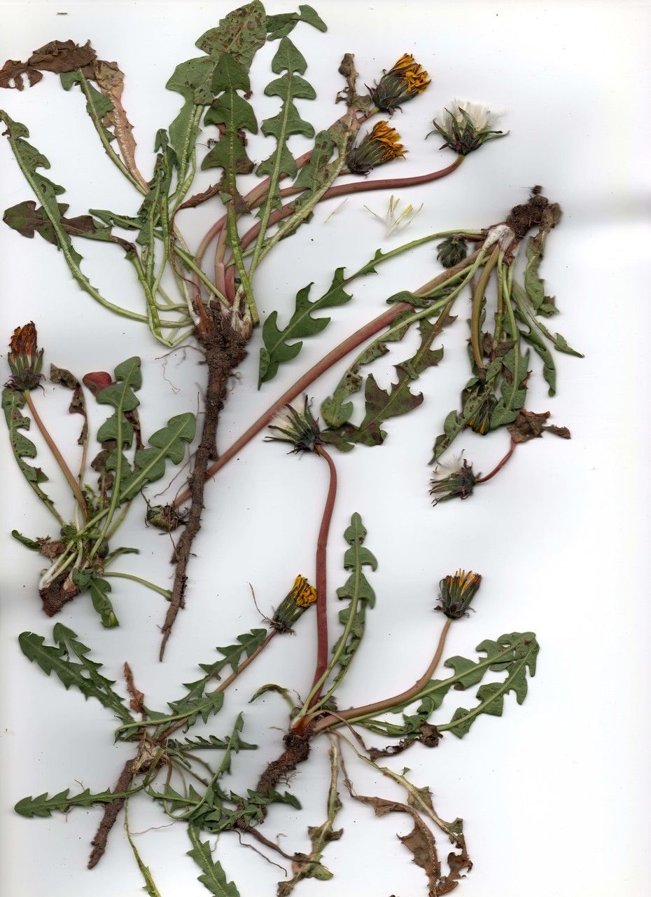 Taraxacum drucei habit