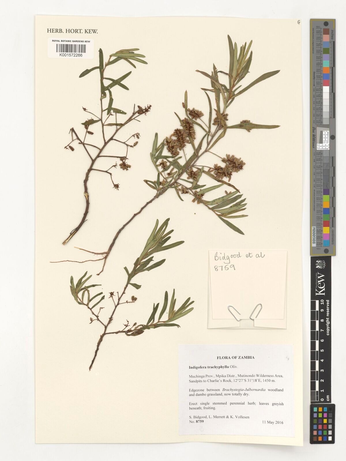 Indigofera trachyphylla — houseplant care guide