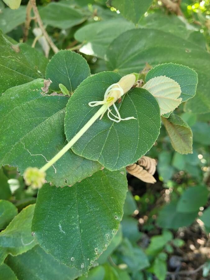 Helicteres isora flower