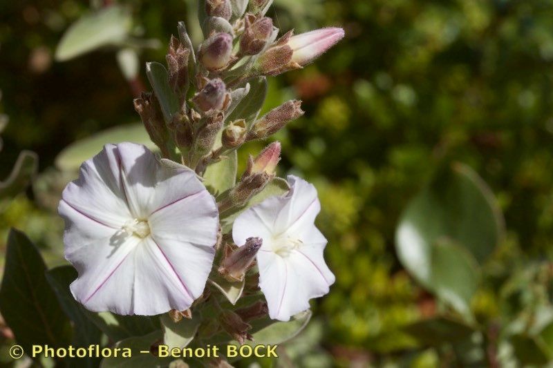 Convolvulus fruticulosus flower