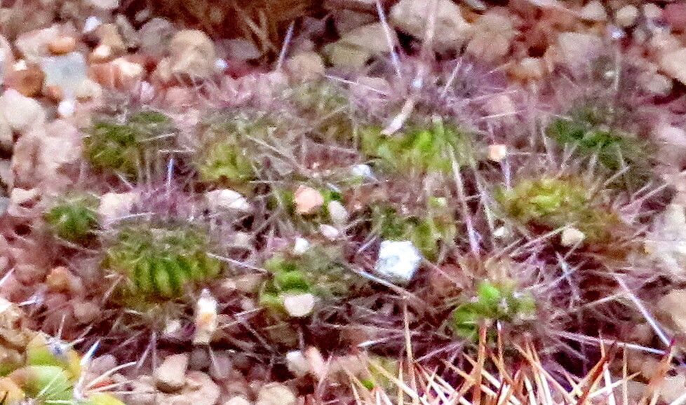 Lobivia rauschii — houseplant care guide