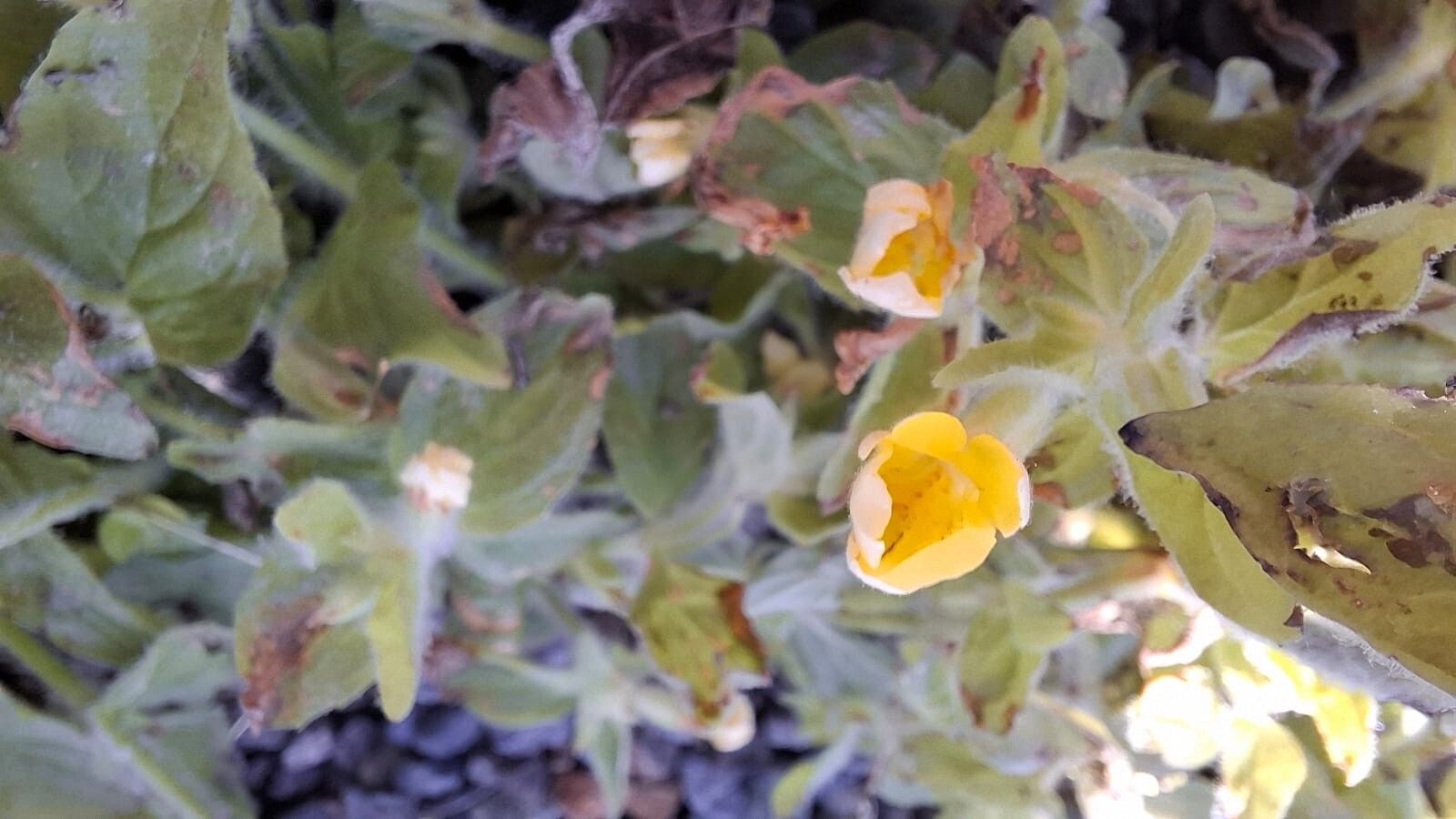 Erythranthe moschata flower