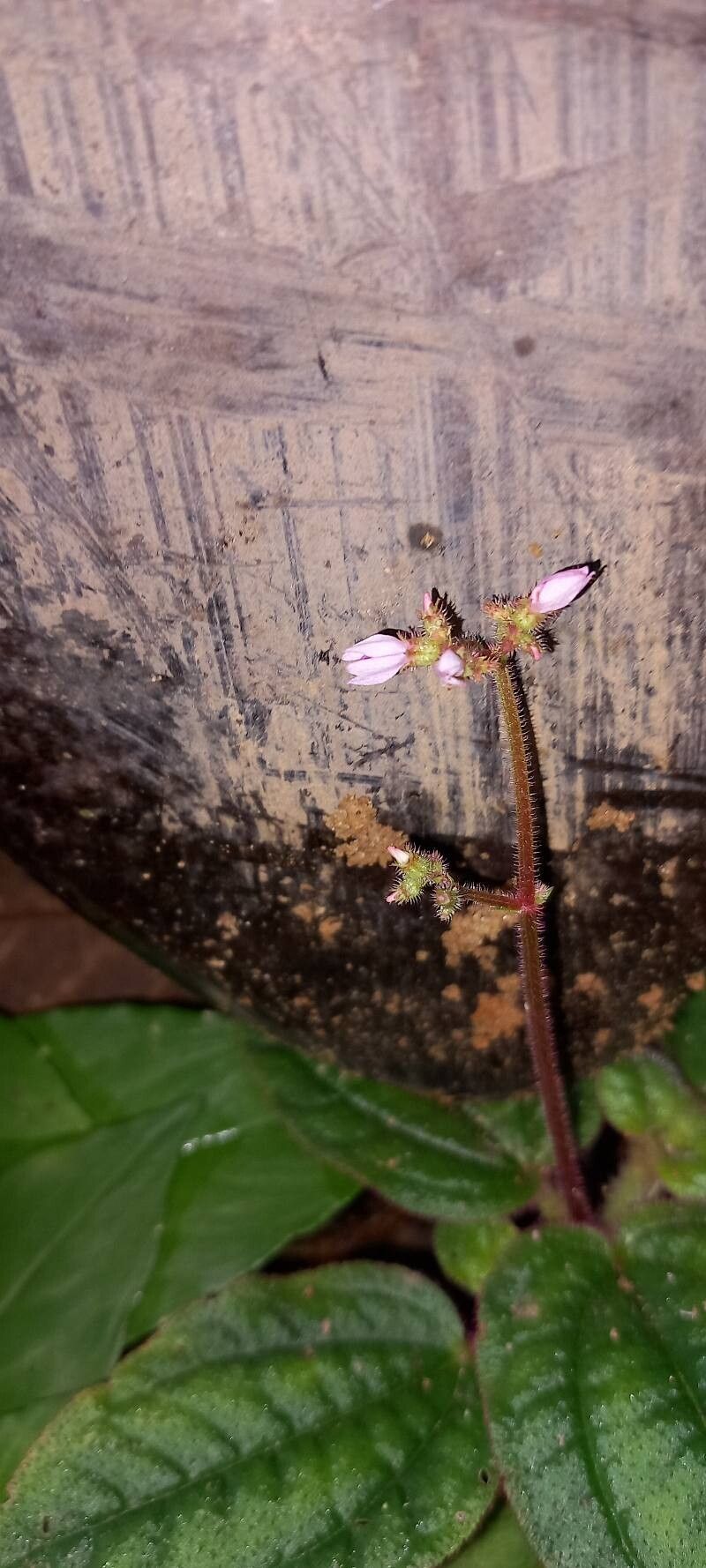 Aciotis ornata flower
