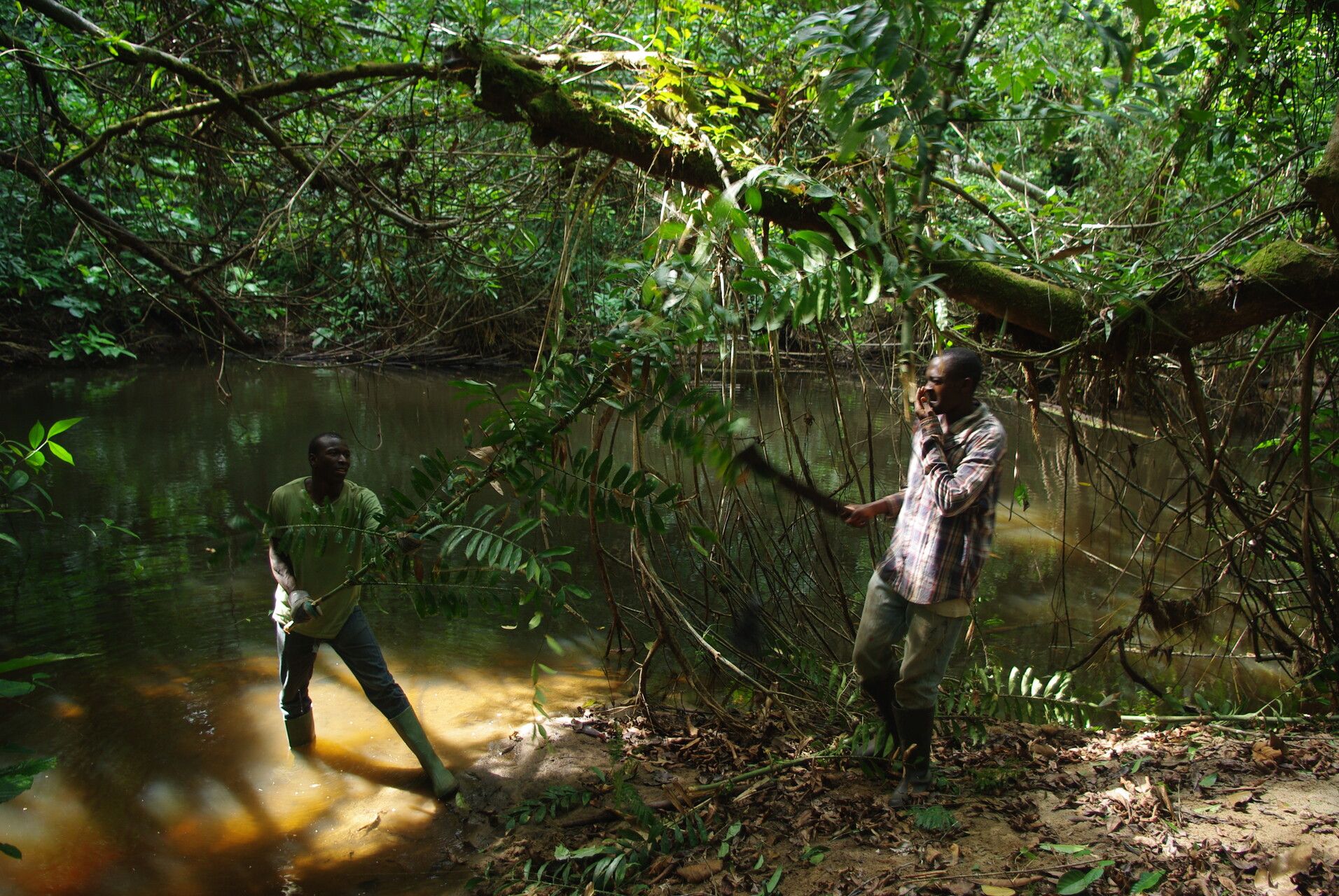 Eremospatha barendii habit