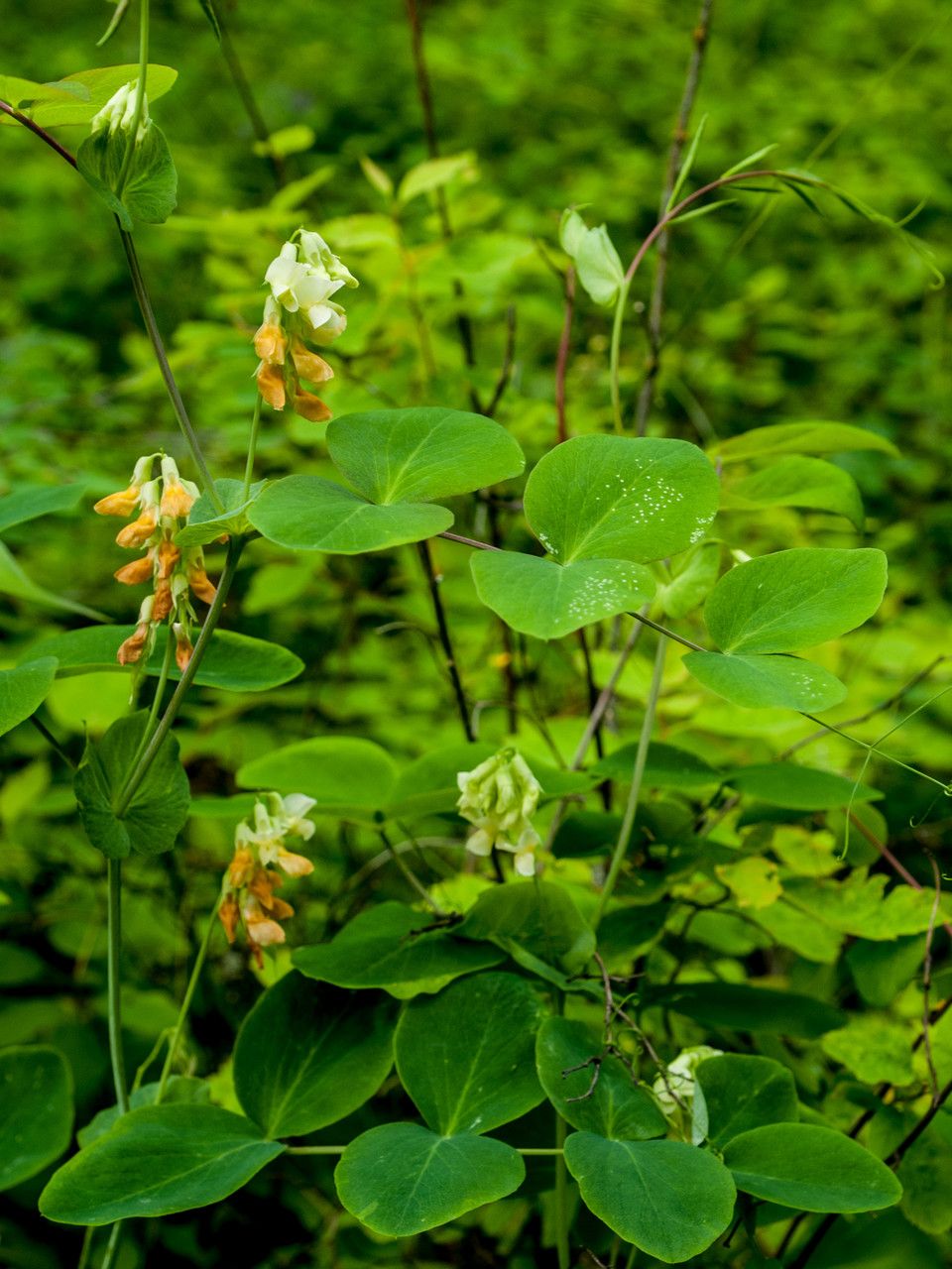 Lathyrus ochroleucus habit